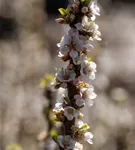 Koreakirsche,Filzkirsche - Prunus tomentosa CAC