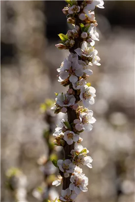 Koreakirsche,Filzkirsche - Prunus tomentosa CAC