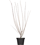 Mandelbäumchen 'Rosenmund' -S- - Prunus triloba 'Rosenmund' -S- CAC