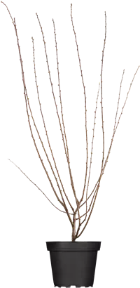 Mandelbäumchen 'Rosenmund' -S- - Prunus triloba 'Rosenmund' -S- CAC