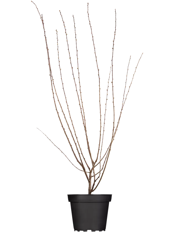 Mandelbäumchen 'Rosenmund' -S- - Prunus triloba 'Rosenmund' -S- CAC