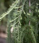 Japan.Hänge-Lärche - Larix kaempferi 'Stiff Weeper'
