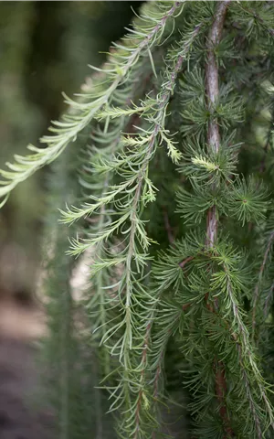 Larix kaempferi 'Stiff Weeper'