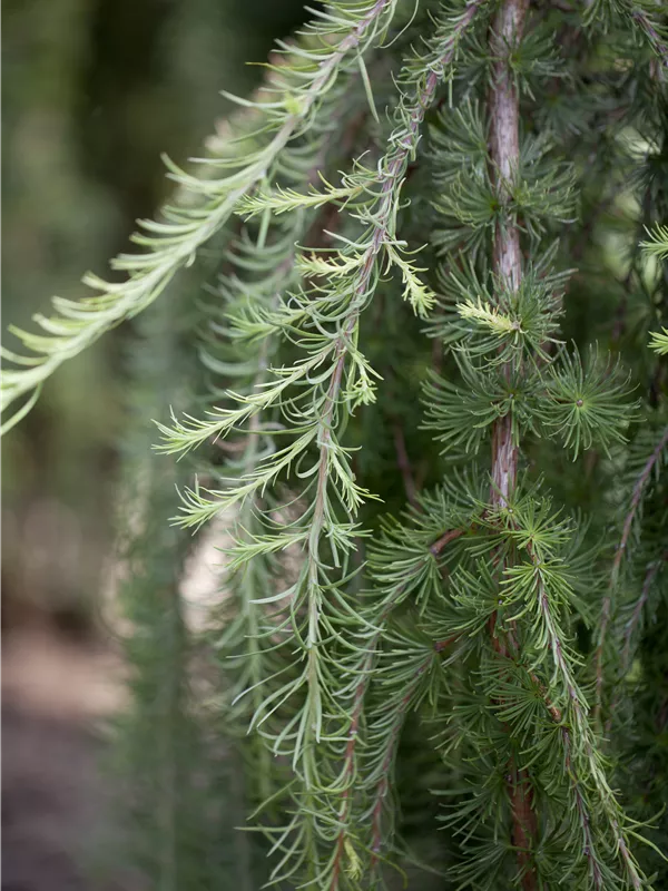 Japan.Hänge-Lärche - Larix kaempferi 'Stiff Weeper'