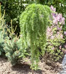 Japan.Hänge-Lärche - Larix kaempferi 'Stiff Weeper'