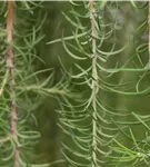 Japan.Hänge-Lärche - Larix kaempferi 'Stiff Weeper'