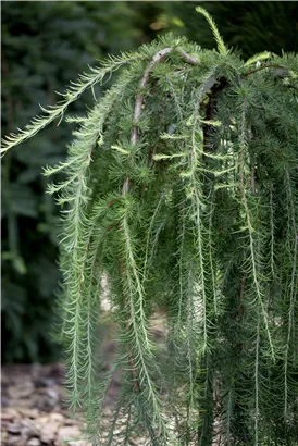 Japan.Hänge-Lärche - Larix kaempferi 'Stiff Weeper'