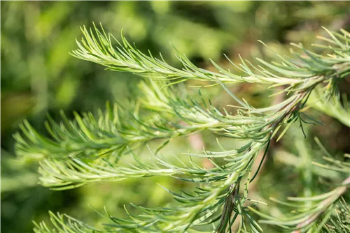 Japan.Hänge-Lärche - Larix kaempferi 'Stiff Weeper'