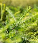 Japan.Hänge-Lärche - Larix kaempferi 'Stiff Weeper'