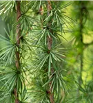 Japan.Hänge-Lärche - Larix kaempferi 'Stiff Weeper'