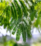 Seidenbaum 'Ombrella' - Albizia julibrissin 'Ombrella' - Baum