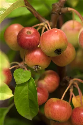 Zierapfel 'Evereste'® - Malus 'Evereste' -R- CAC