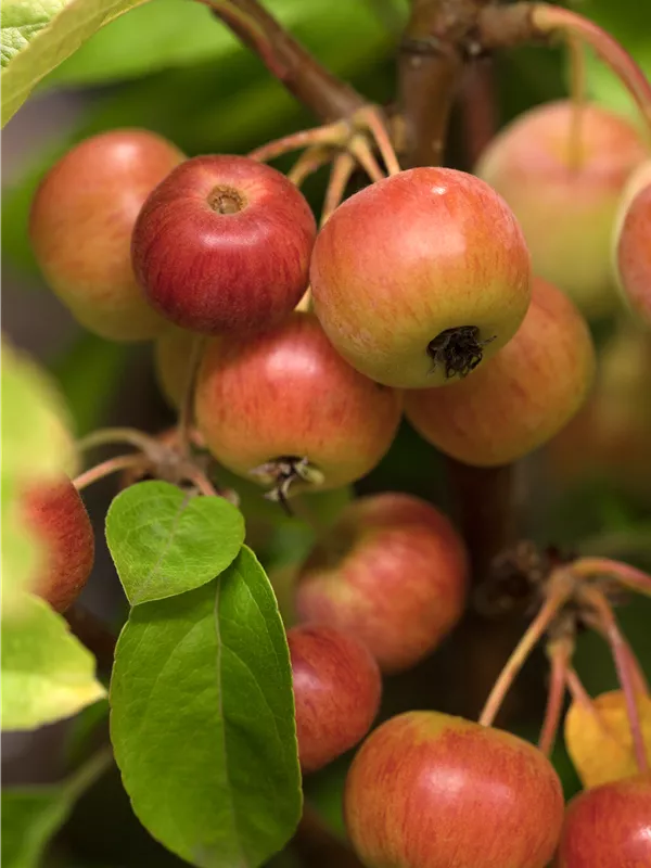 Zierapfel 'Evereste'® - Malus 'Evereste' -R- CAC