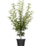 Zierapfel 'Evereste'® - Malus 'Evereste' -R- CAC