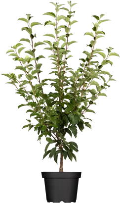 Zierapfel 'Evereste'® - Malus 'Evereste' -R- CAC