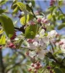 Zierapfel 'Evereste'® - Malus 'Evereste' -R- CAC