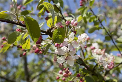 Zierapfel 'Evereste'® - Malus 'Evereste' -R- CAC