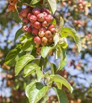 Zierapfel 'Evereste'® - Malus 'Evereste' -R- CAC