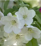 Zierapfel 'Evereste'® - Malus 'Evereste' -R- CAC