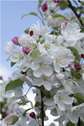 Zierapfel 'Evereste'® - Malus 'Evereste' -R- CAC