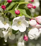 Zierapfel 'Evereste'® - Malus 'Evereste' -R- CAC