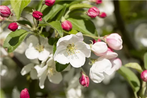 Zierapfel 'Evereste'® - Malus 'Evereste' -R- CAC
