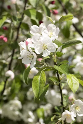 Zierapfel 'Evereste'® - Malus 'Evereste' -R- CAC