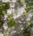 Zierapfel 'Evereste'® - Malus 'Evereste' -R- CAC