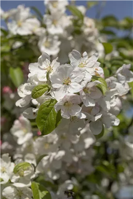 Zierapfel 'Evereste'® - Malus 'Evereste' -R- CAC