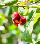 Pfaffenhütchen 'Red Cascade' - Euonymus europaeus 'Red Cascade'