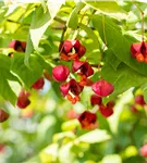 Pfaffenhütchen 'Red Cascade' - Euonymus europaeus 'Red Cascade'