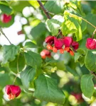 Pfaffenhütchen 'Red Cascade' - Euonymus europaeus 'Red Cascade'