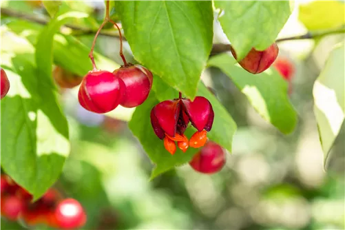 Pfaffenhütchen 'Red Cascade' - Euonymus europaeus 'Red Cascade'