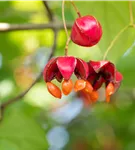 Pfaffenhütchen 'Red Cascade' - Euonymus europaeus 'Red Cascade'