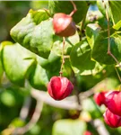 Pfaffenhütchen 'Red Cascade' - Euonymus europaeus 'Red Cascade'