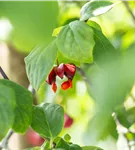 Pfaffenhütchen 'Red Cascade' - Euonymus europaeus 'Red Cascade'