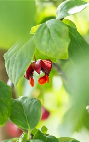 Euonymus europaeus 'Red Cascade'