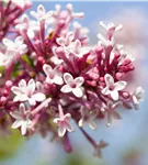Herbstflieder 'Superba' - Syringa microphylla 'Superba'