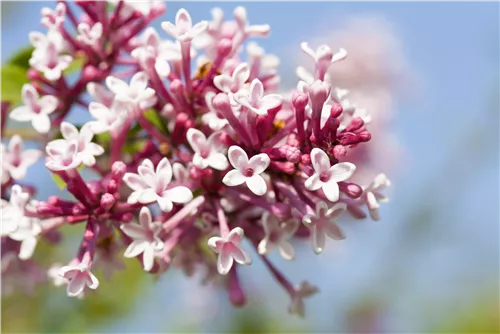 Herbstflieder 'Superba' - Syringa microphylla 'Superba'