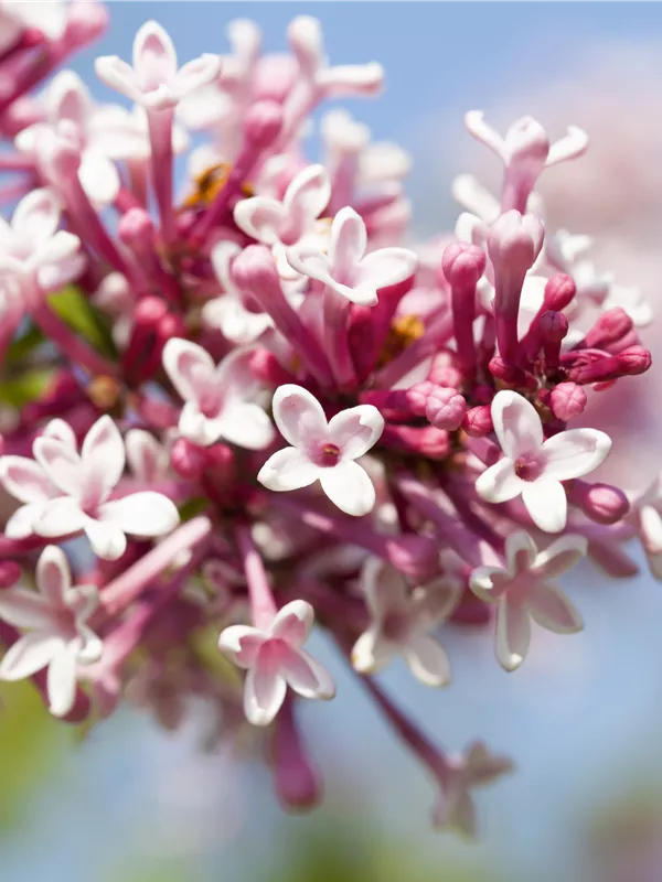 Herbstflieder 'Superba' - Syringa microphylla 'Superba'