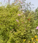 Herbstflieder 'Superba' - Syringa microphylla 'Superba'