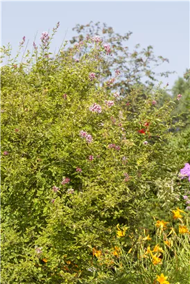 Herbstflieder 'Superba' - Syringa microphylla 'Superba'