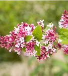 Herbstflieder 'Superba' - Syringa microphylla 'Superba'