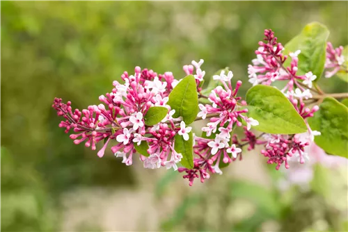 Herbstflieder 'Superba' - Syringa microphylla 'Superba'
