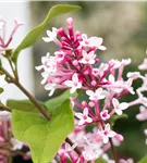 Herbstflieder 'Superba' - Syringa microphylla 'Superba'