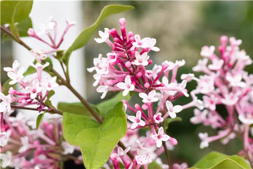 Herbstflieder 'Superba' - Syringa microphylla 'Superba'