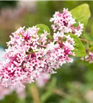 Herbstflieder 'Superba' - Syringa microphylla 'Superba'