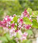 Herbstflieder 'Superba' - Syringa microphylla 'Superba'