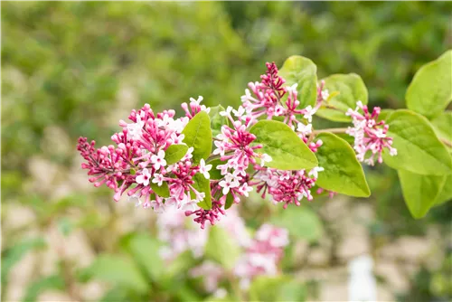 Herbstflieder 'Superba' - Syringa microphylla 'Superba'