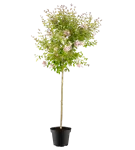 Herbstflieder 'Superba' - Syringa microphylla 'Superba'